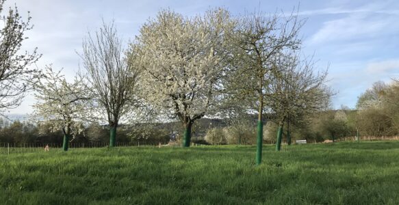 Rundum Streuobstwiesen