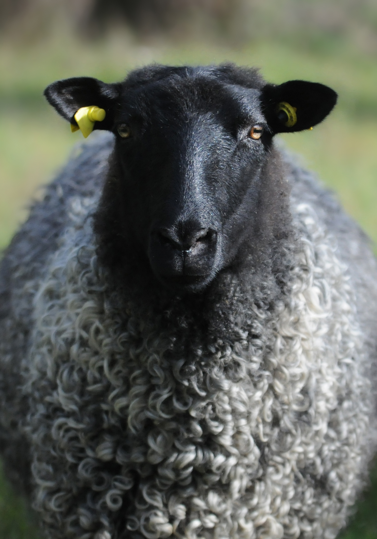 Rasseportrait
„Gotländisches Pelzschaf"