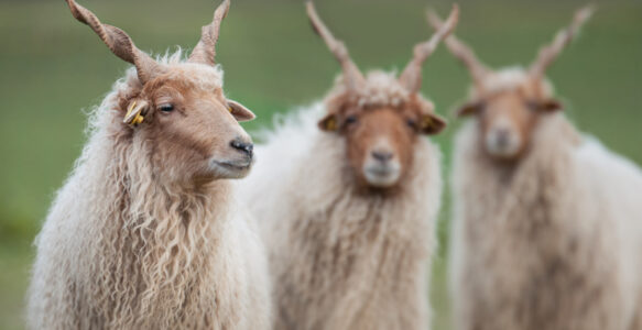 Ungarisches Zackelschaf
