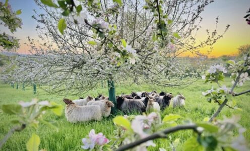 Rundum Streuobstwiesen